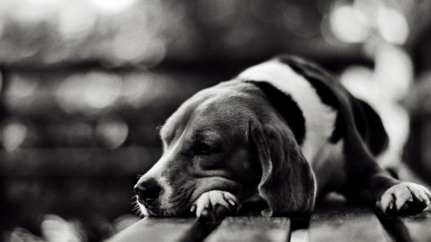 صور كلاب مؤلمة وحزينة جداً sad dogs